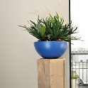 blauwe casacara met hertshoorn (1 van 1)